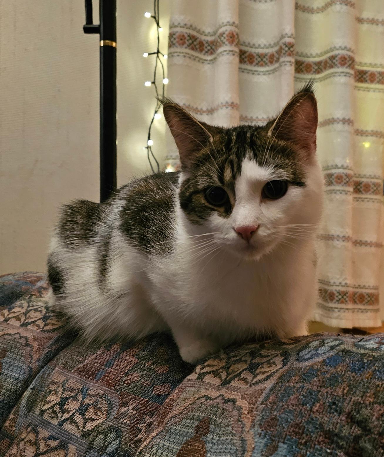 rambo